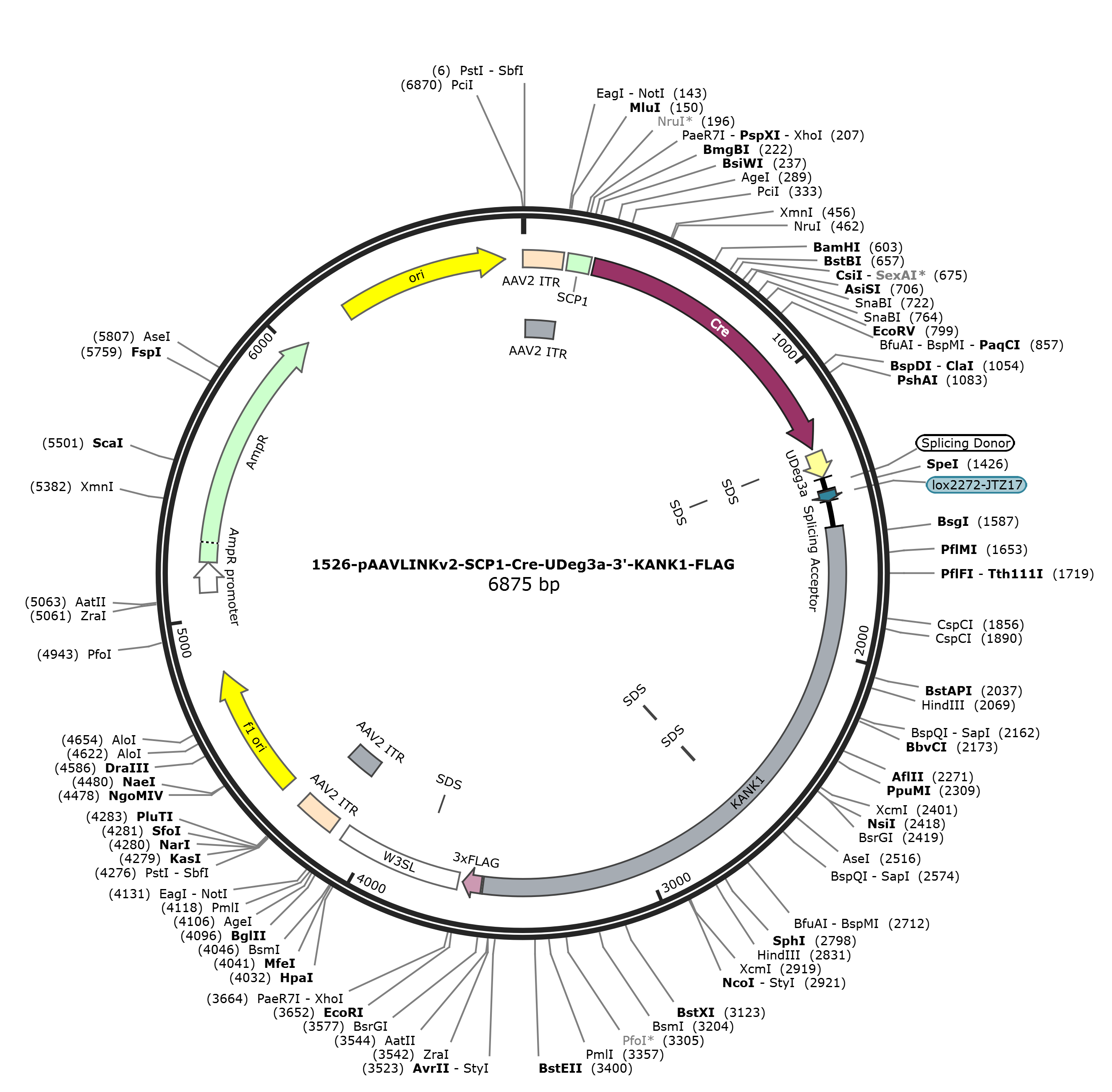 pAAVLINKv2-SCP1-Cre-UDeg3a-3-KANK1-FLAG载体图谱