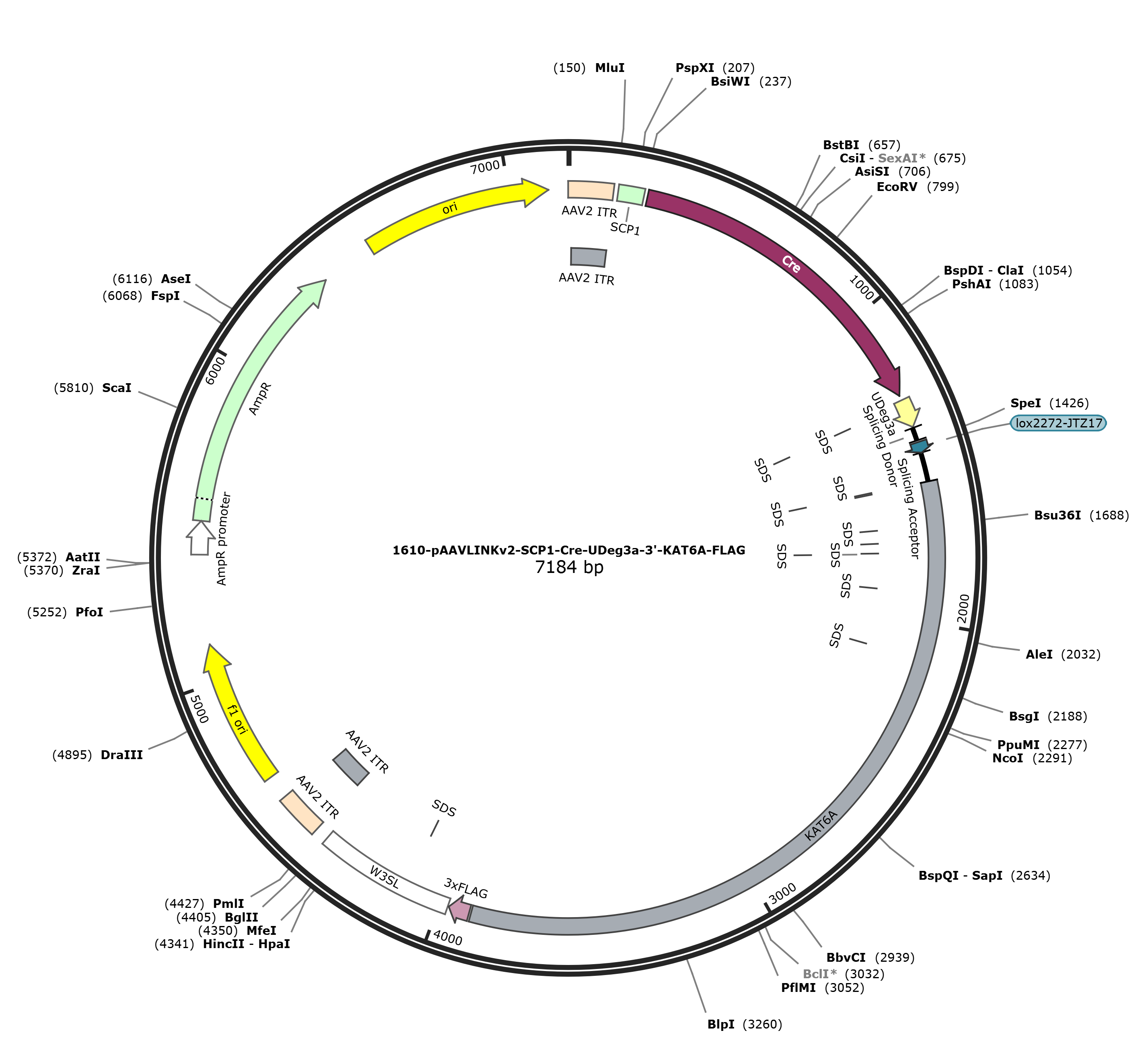 pAAVLINKv2-SCP1-Cre-UDeg3a-3-KAT6A-FLAG载体图谱