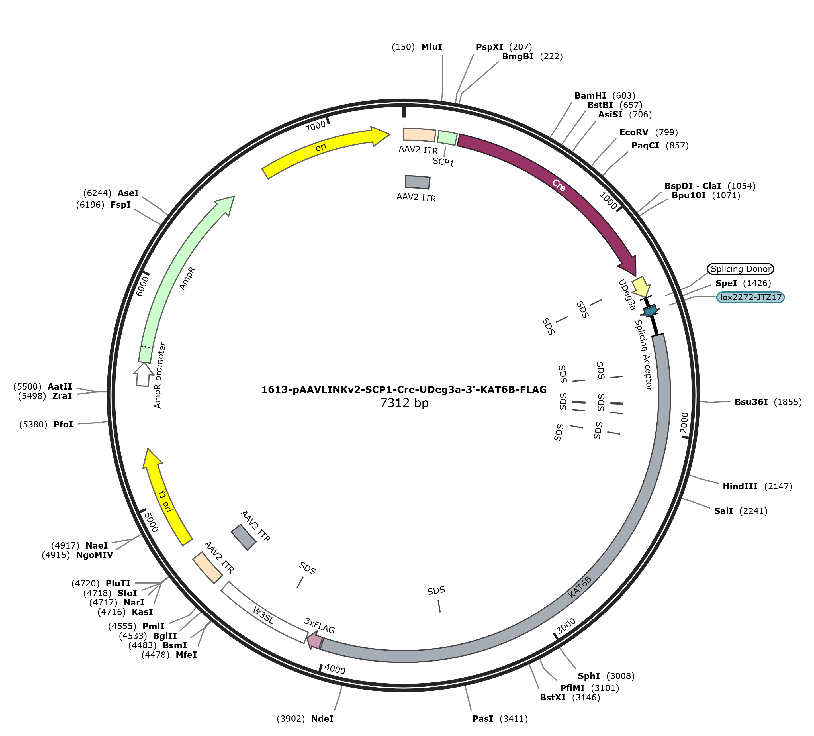 pAAVLINKv2-SCP1-Cre-UDeg3a-3-KAT6B-FLAG载体图谱