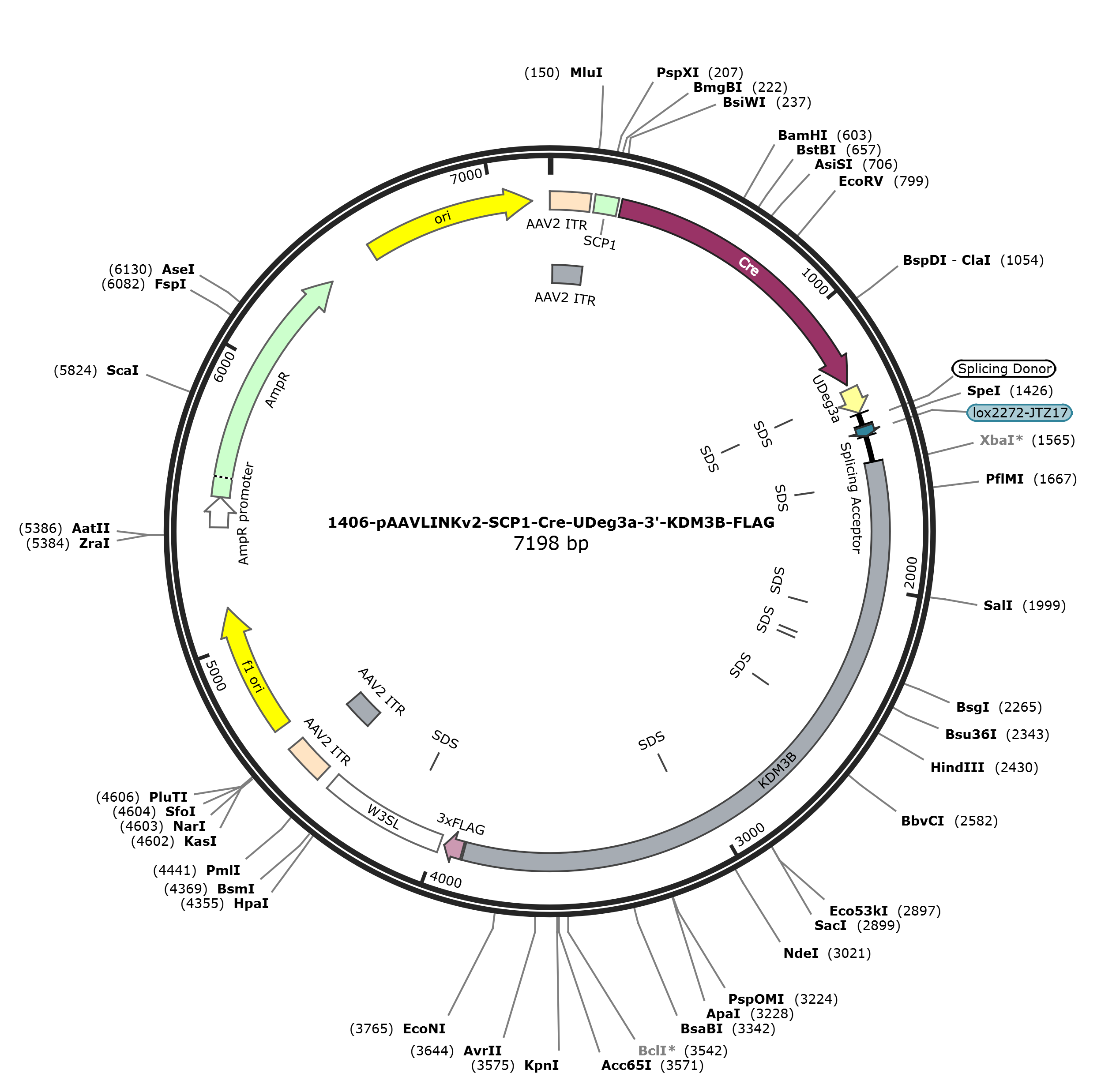 pAAVLINKv2-SCP1-Cre-UDeg3a-3-KDM3B-FLAG载体图谱