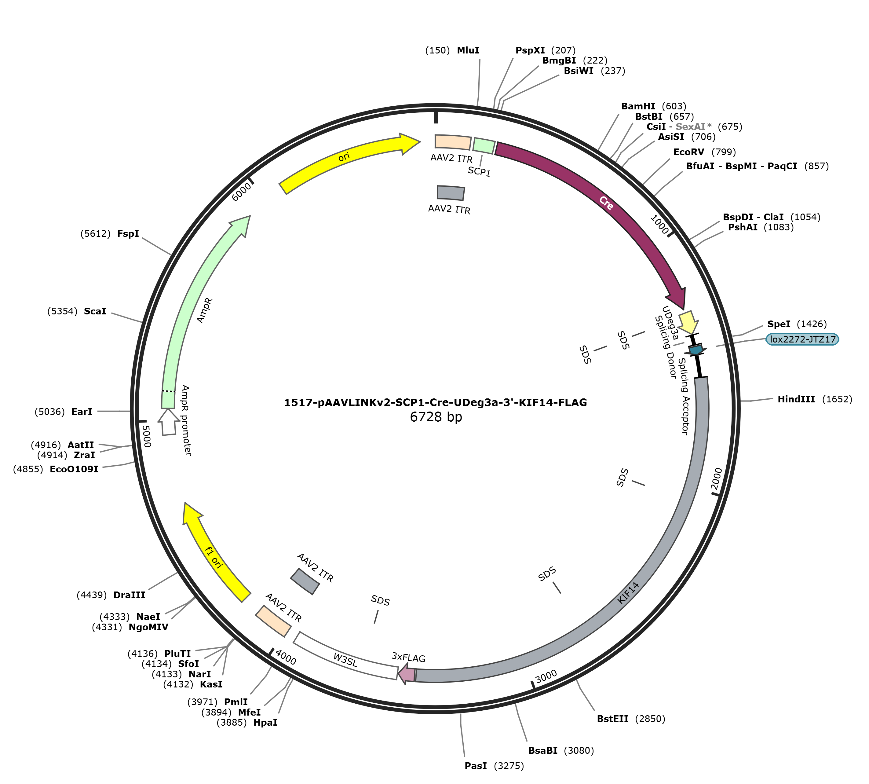 pAAVLINKv2-SCP1-Cre-UDeg3a-3-KIF14-FLAG载体图谱