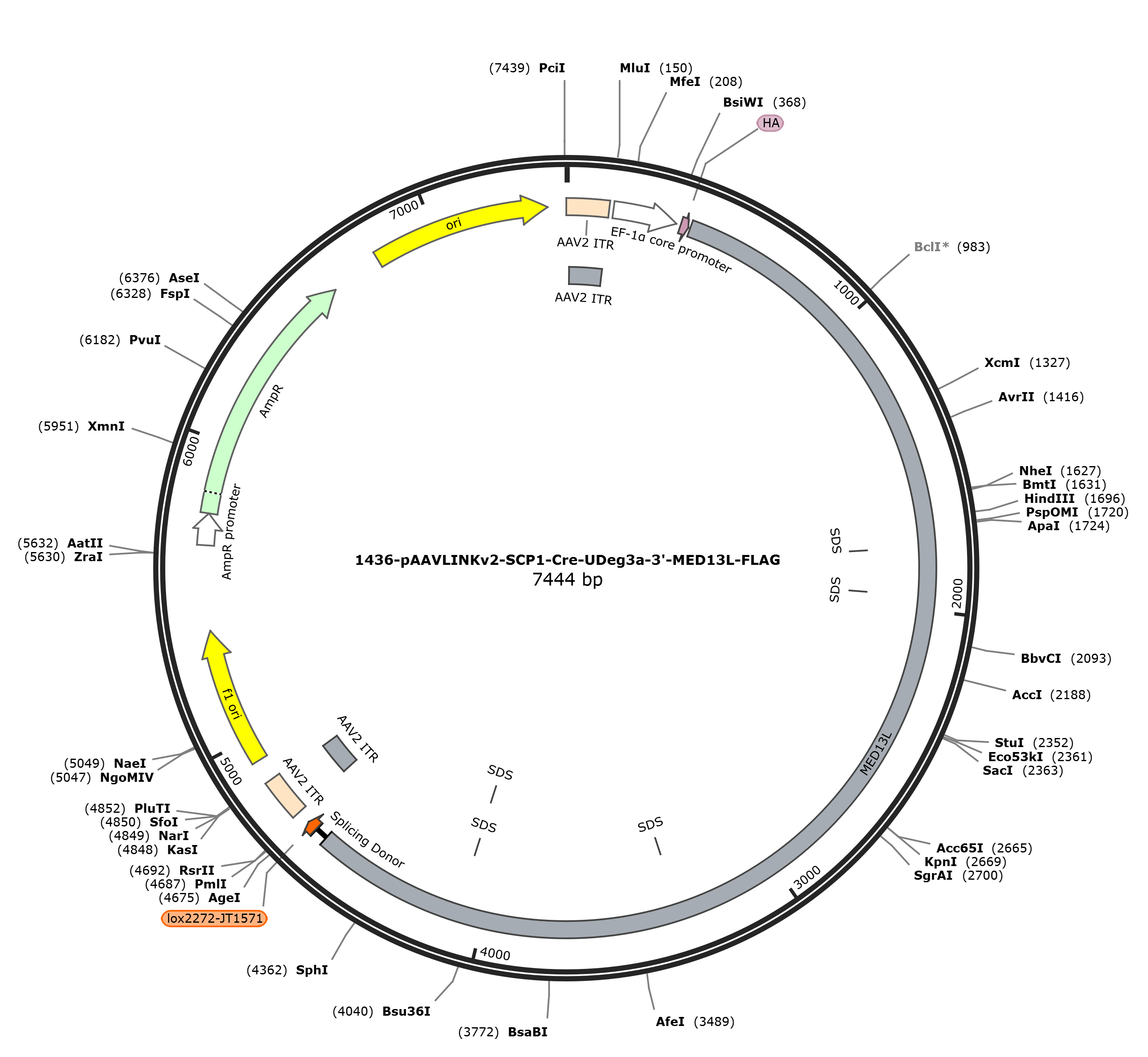 pAAVLINKv2-SCP1-Cre-UDeg3a-3-MED13L-FLAG载体图谱