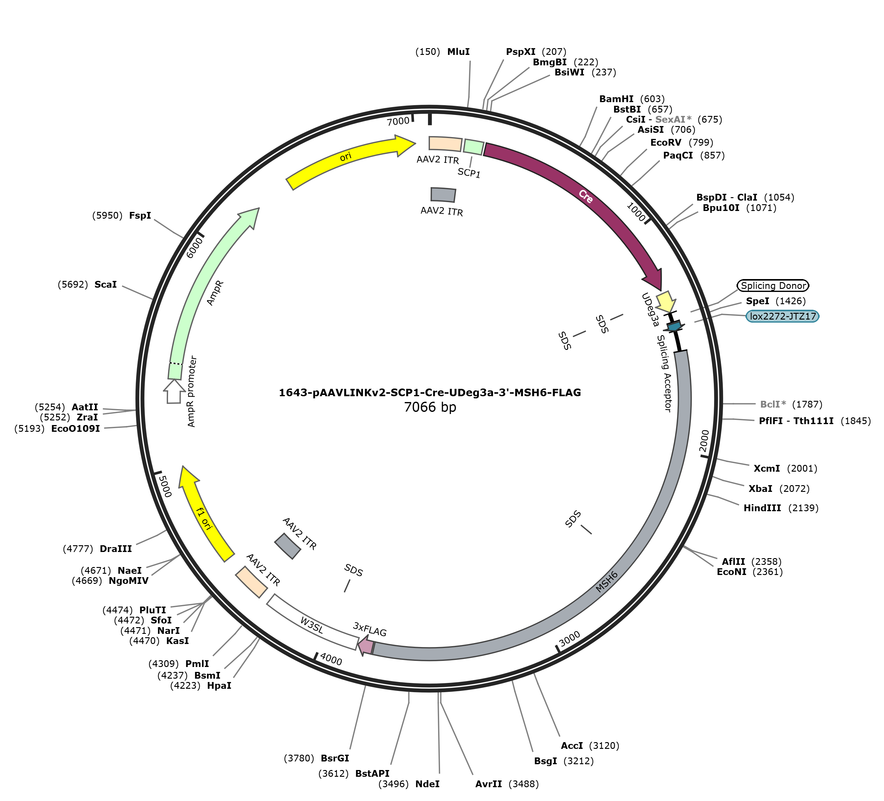 pAAVLINKv2-SCP1-Cre-UDeg3a-3-MSH6-FLAG载体图谱