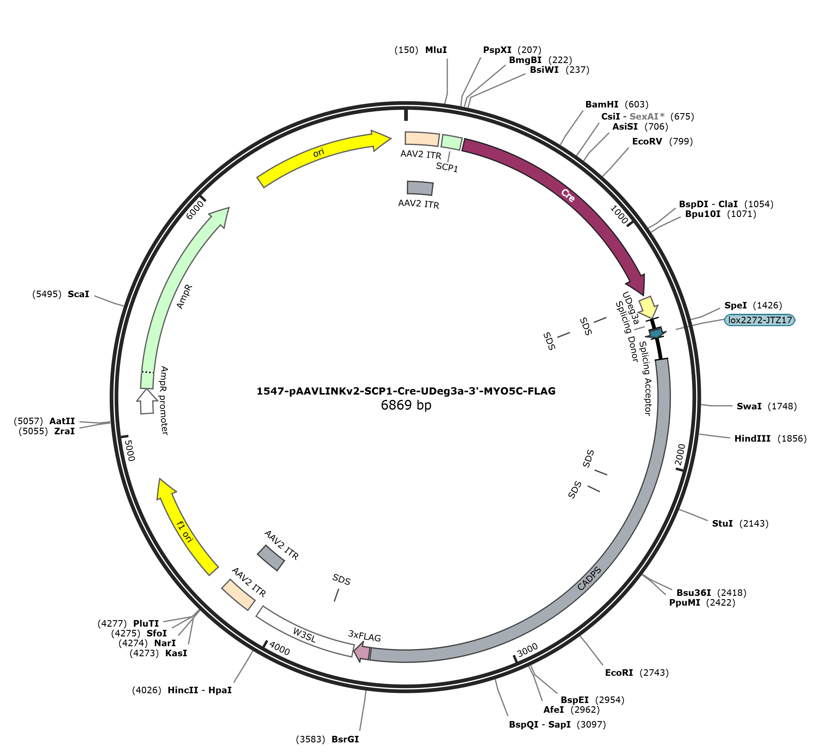 pAAVLINKv2-SCP1-Cre-UDeg3a-3-MYO5C-FLAG载体图谱