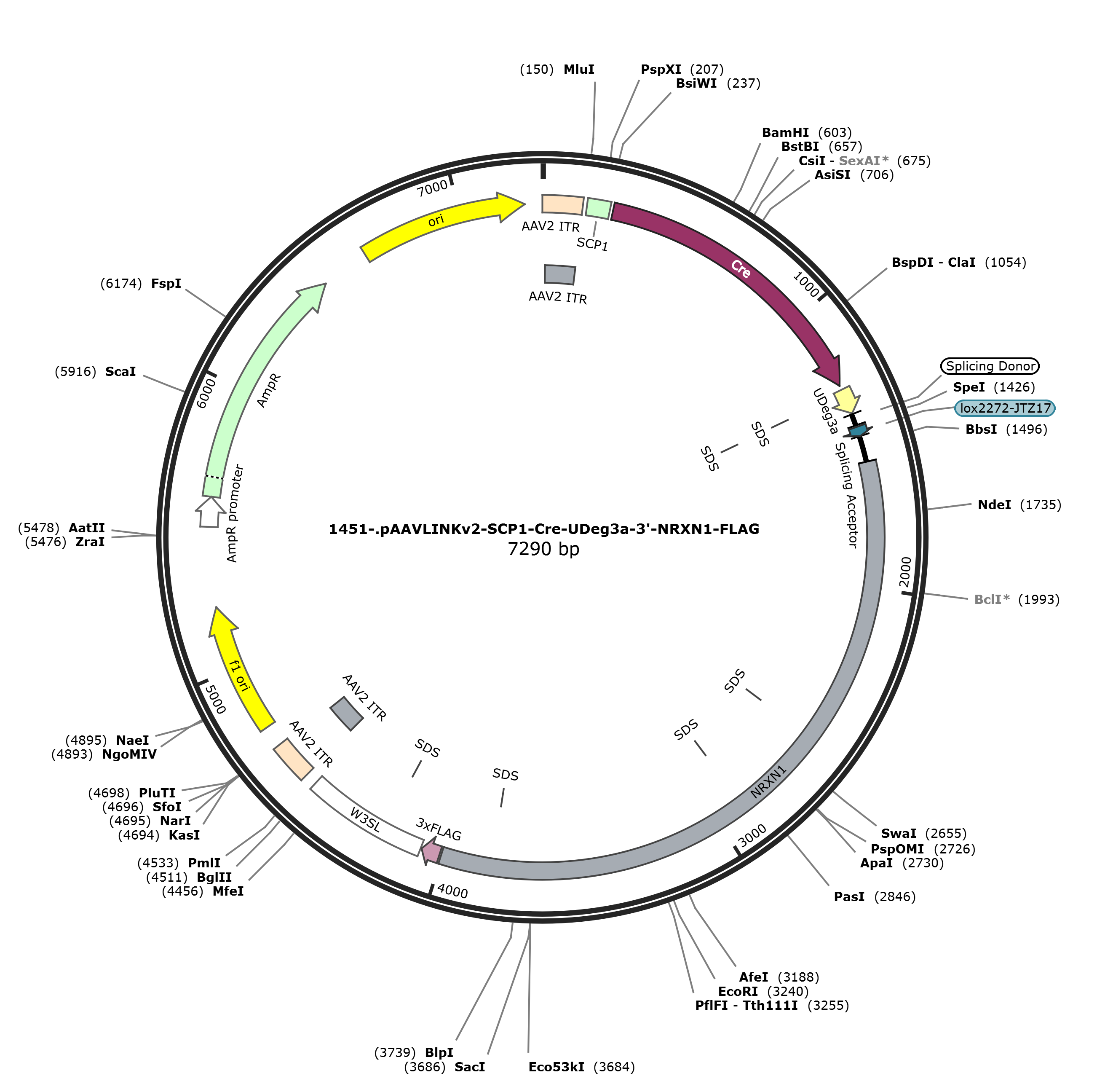 pAAVLINKv2-SCP1-Cre-UDeg3a-3-NRXN1-FLAG载体图谱