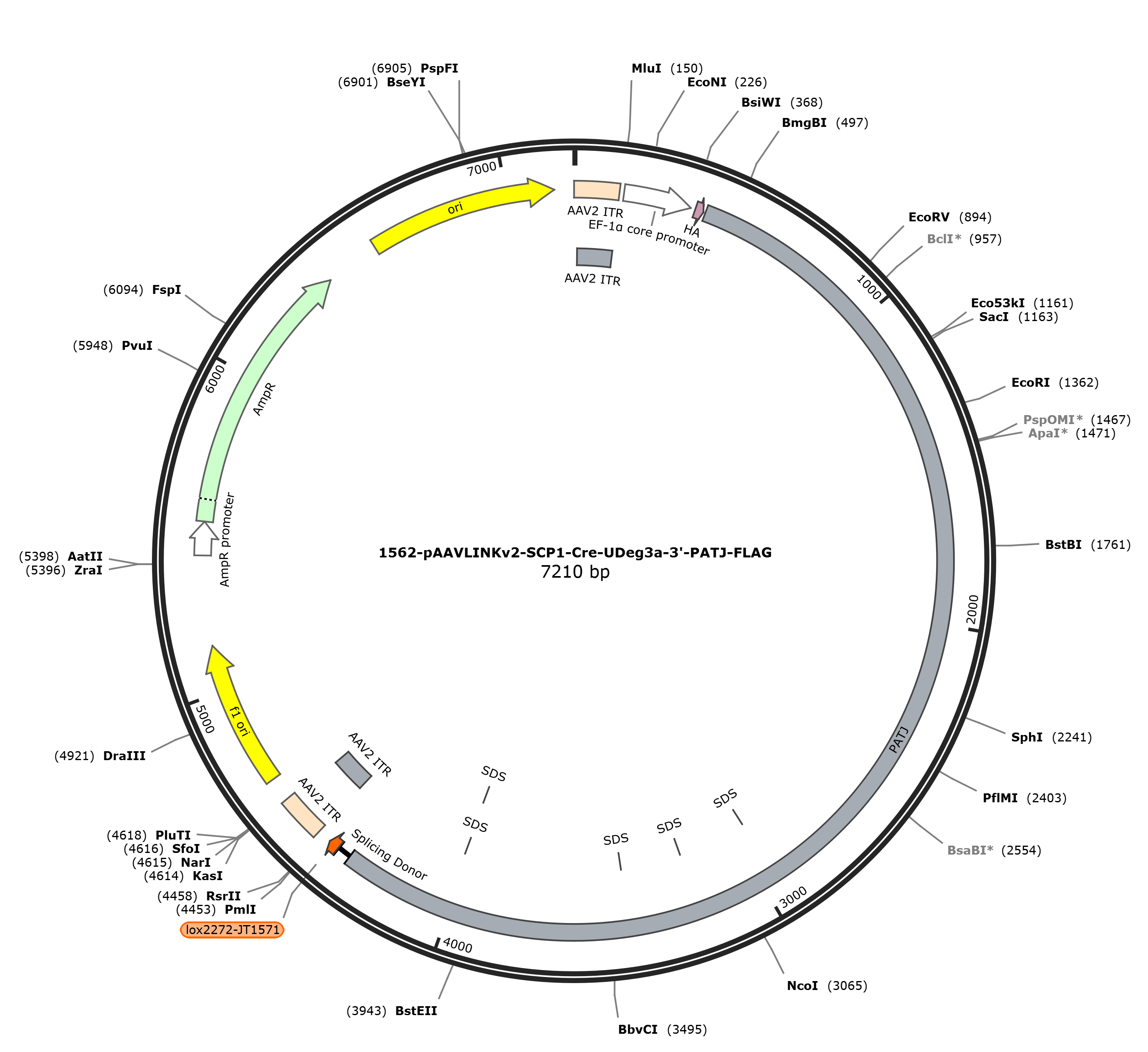 pAAVLINKv2-SCP1-Cre-UDeg3a-3-PATJ-FLAG载体图谱