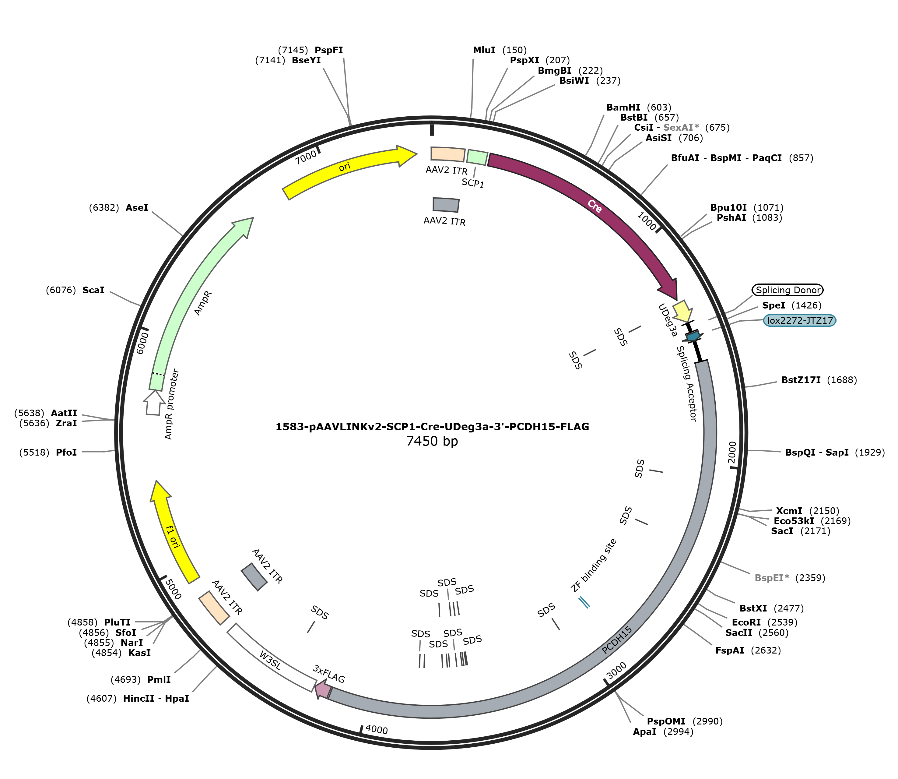 pAAVLINKv2-SCP1-Cre-UDeg3a-3-PCDH15-FLAG载体图谱