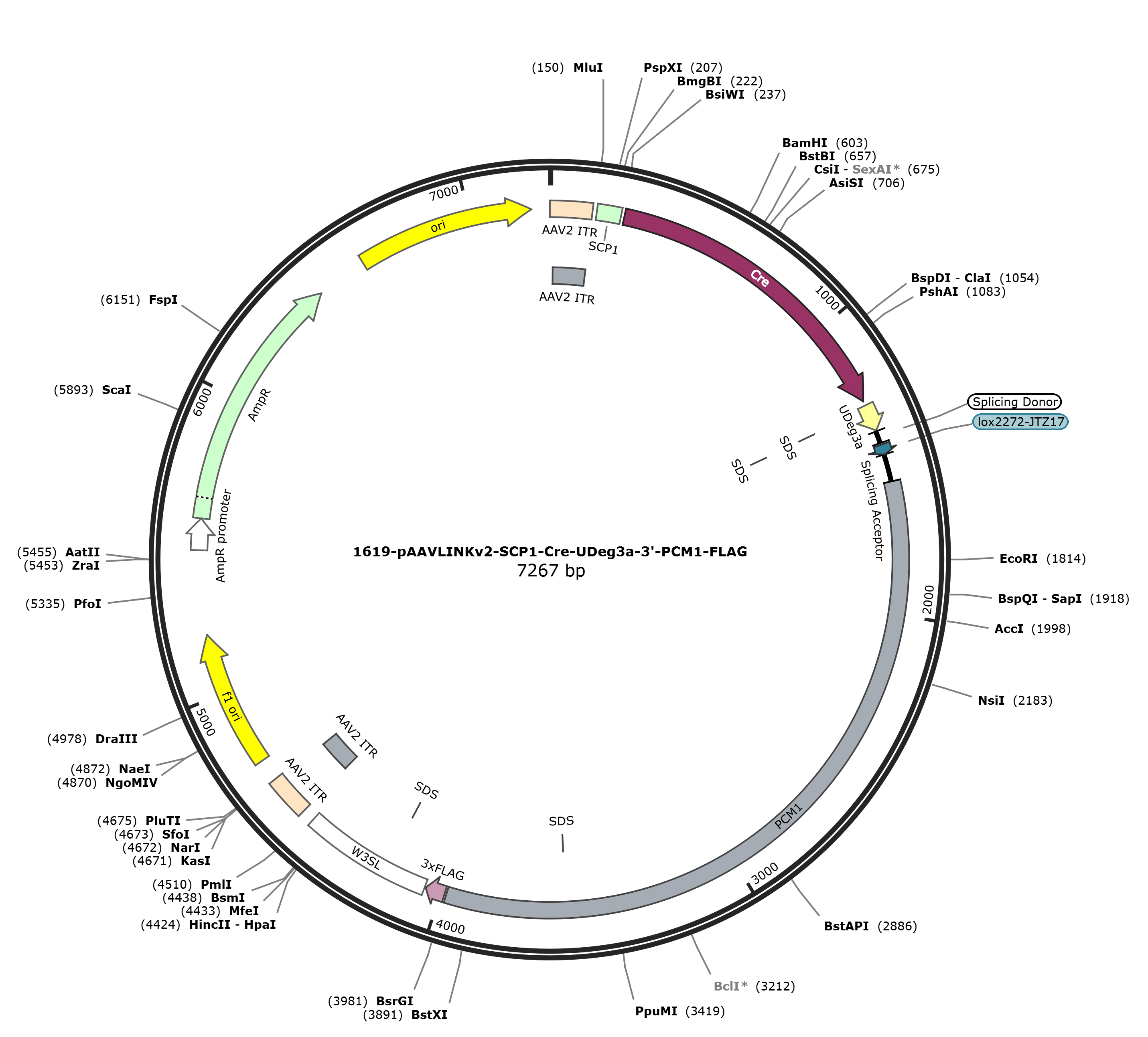 pAAVLINKv2-SCP1-Cre-UDeg3a-3-PCM1-FLAG载体图谱