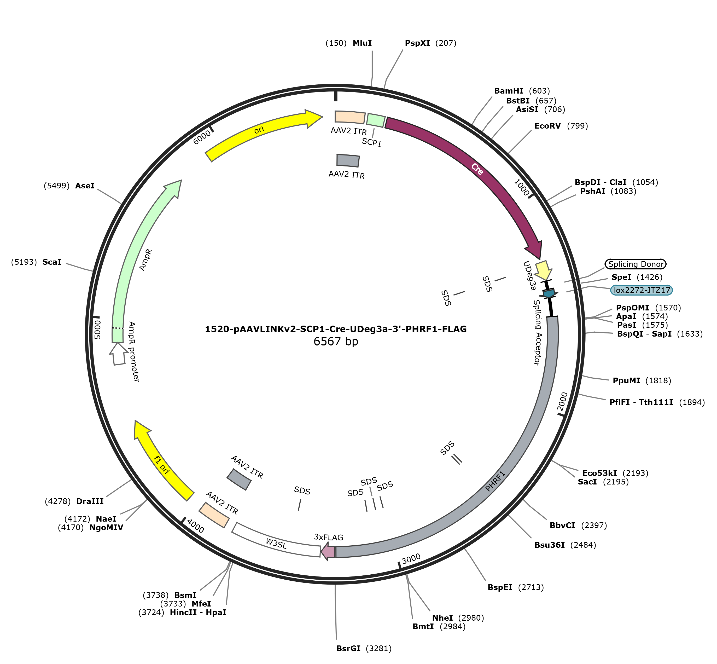 pAAVLINKv2-SCP1-Cre-UDeg3a-3-PHRF1-FLAG载体图谱