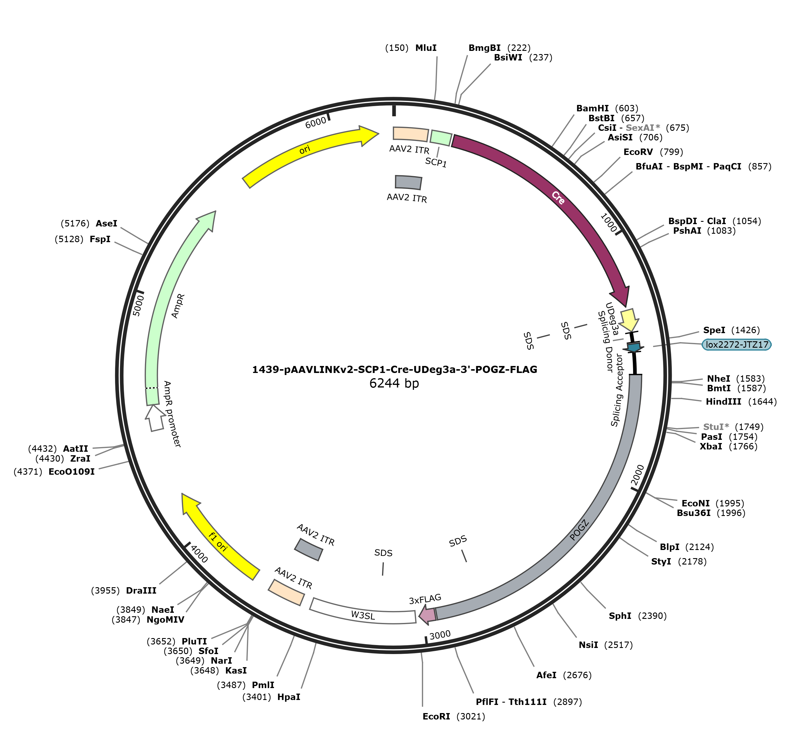 pAAVLINKv2-SCP1-Cre-UDeg3a-3-POGZ-FLAG载体图谱