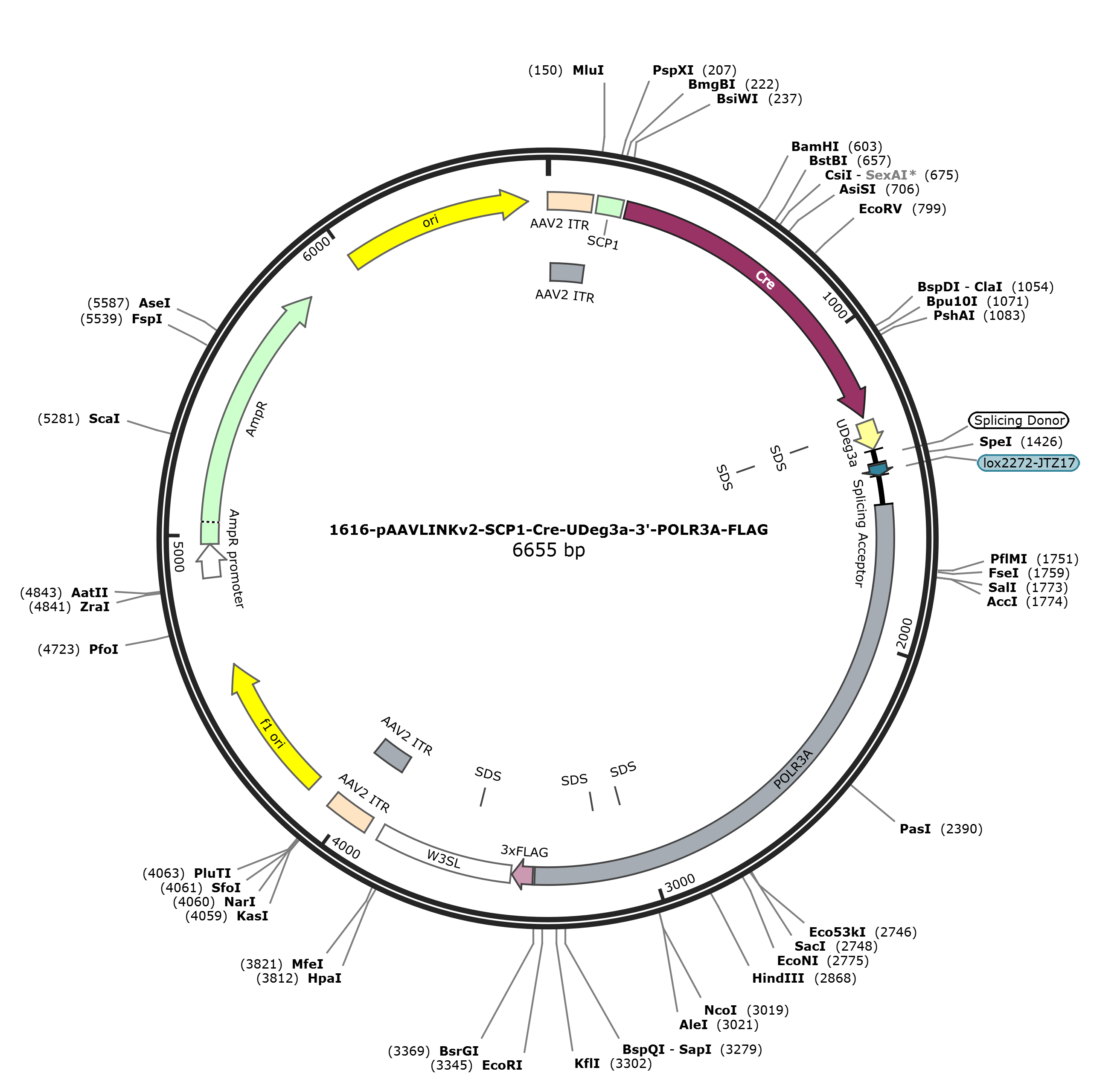 pAAVLINKv2-SCP1-Cre-UDeg3a-3-POLR3A-FLAG载体图谱