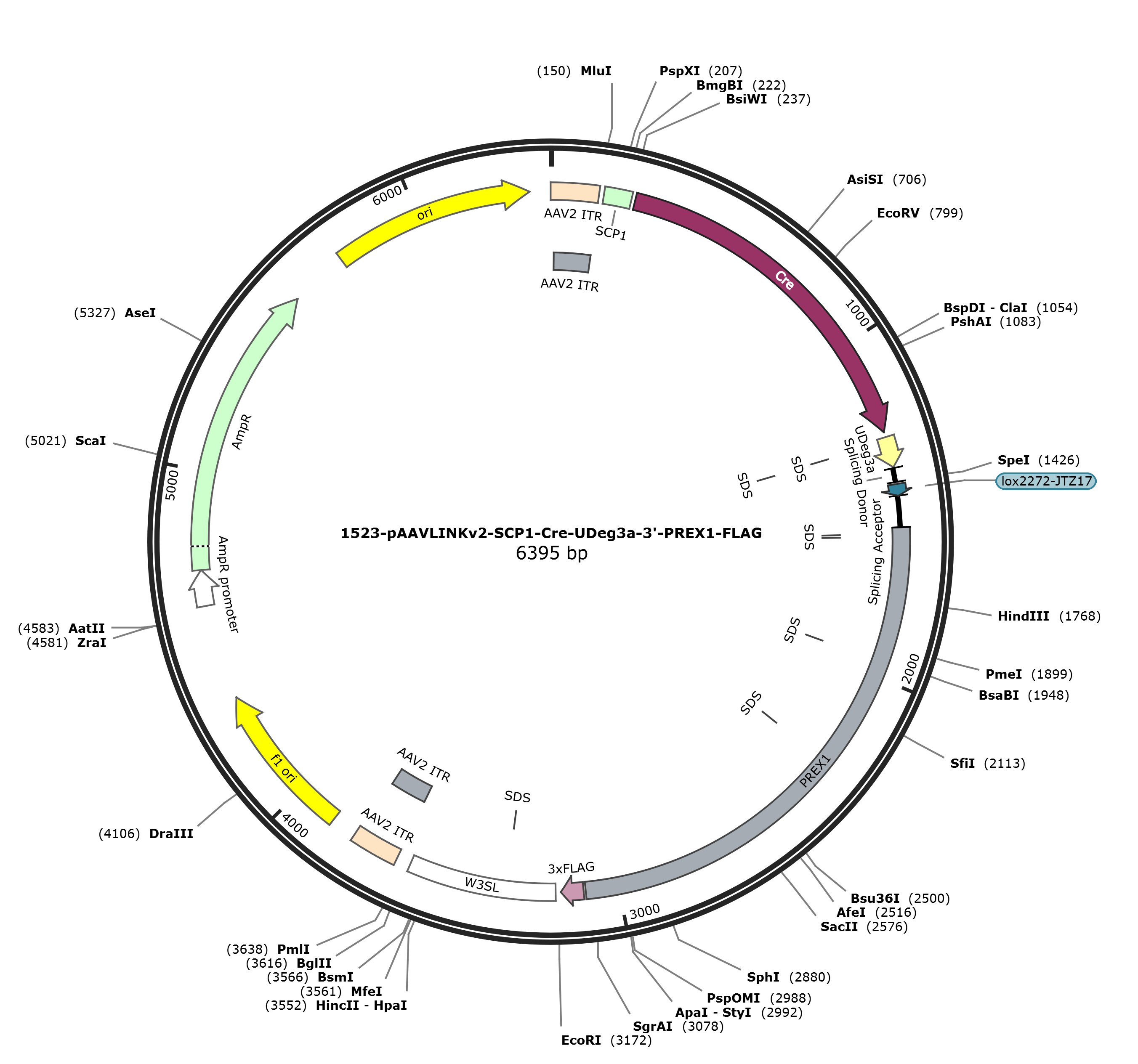 pAAVLINKv2-SCP1-Cre-UDeg3a-3-PREX1-FLAG载体图谱