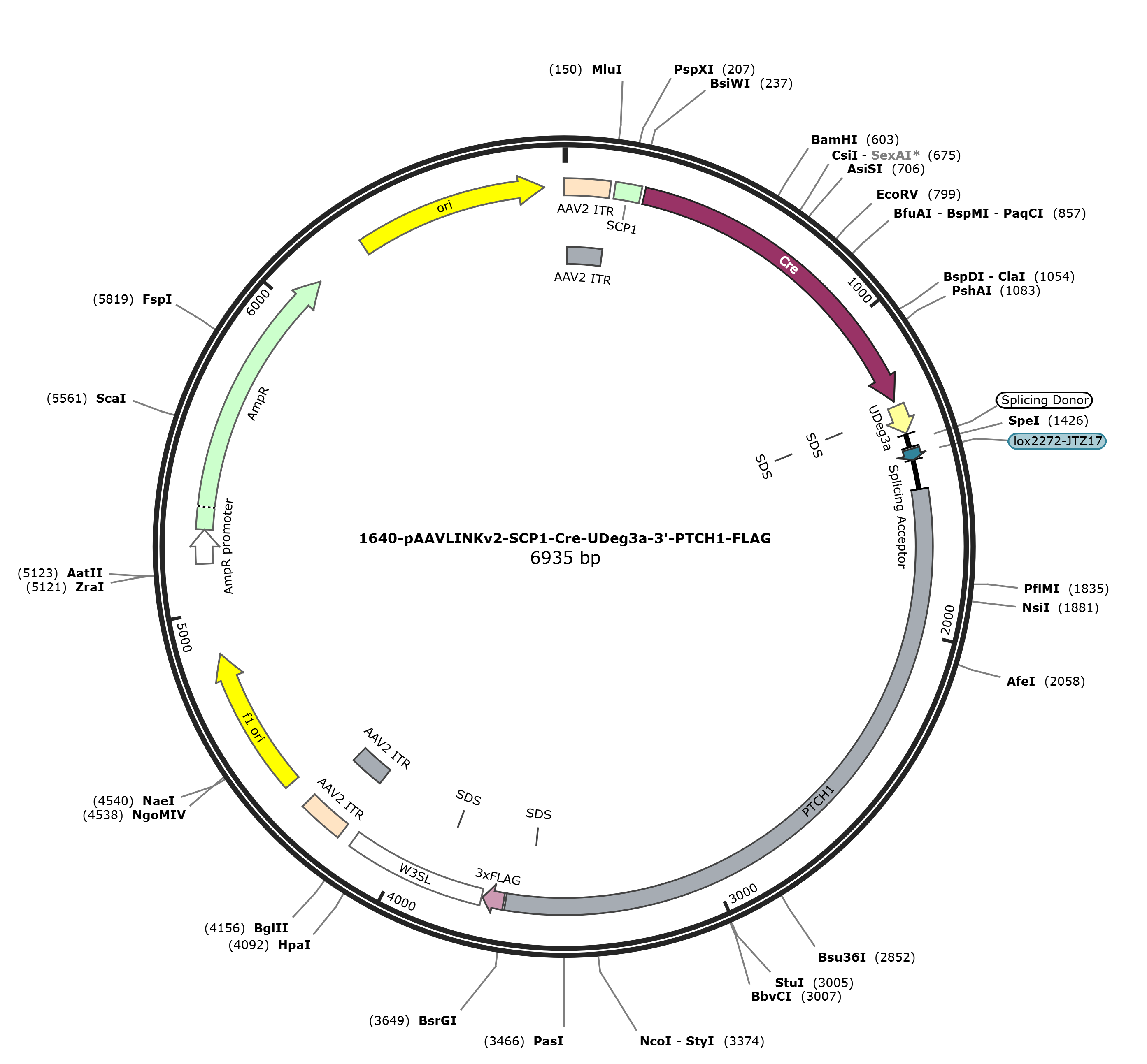 pAAVLINKv2-SCP1-Cre-UDeg3a-3-PTCH1-FLAG载体图谱