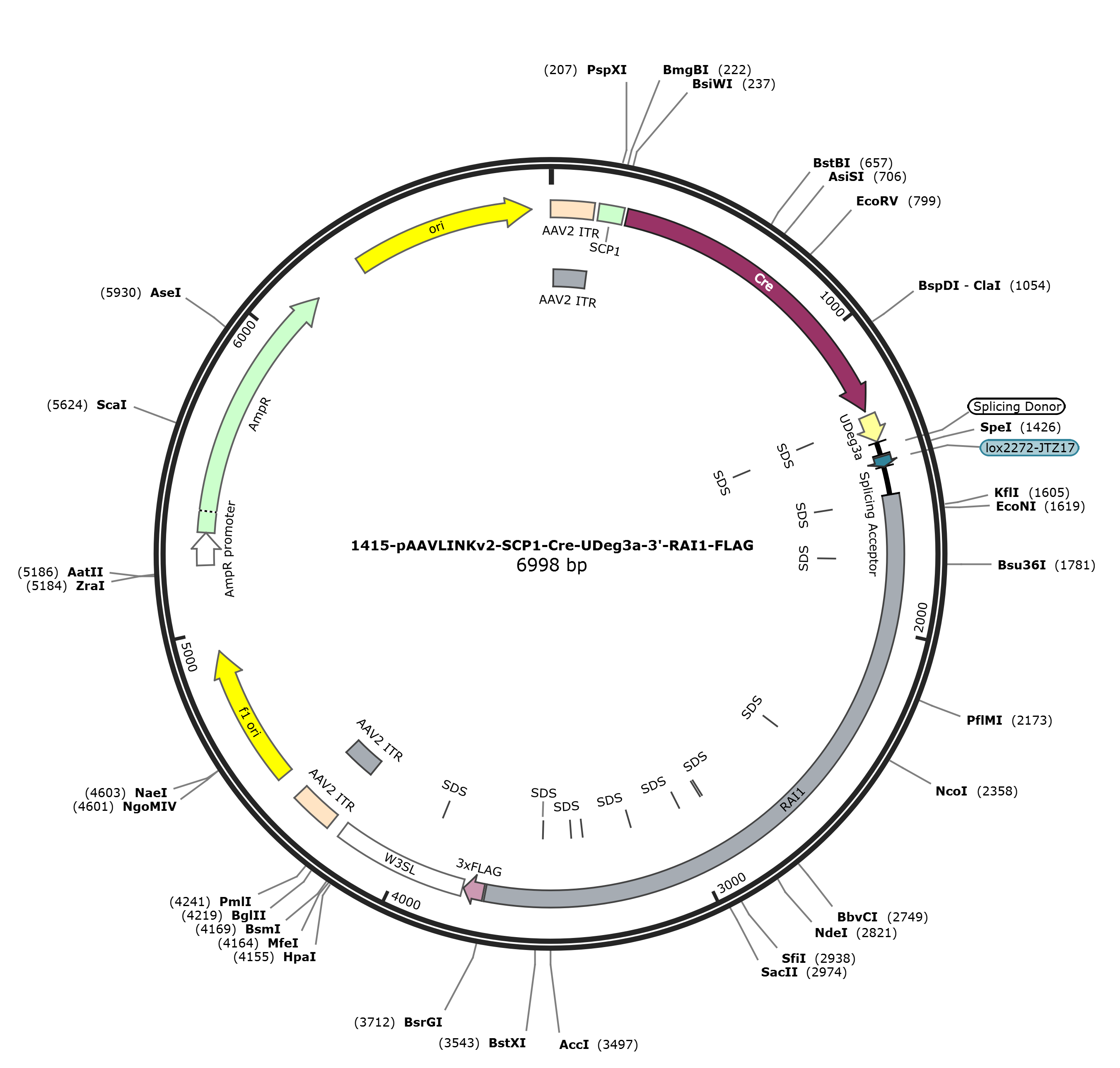 pAAVLINKv2-SCP1-Cre-UDeg3a-3-RAI1-FLAG载体图谱