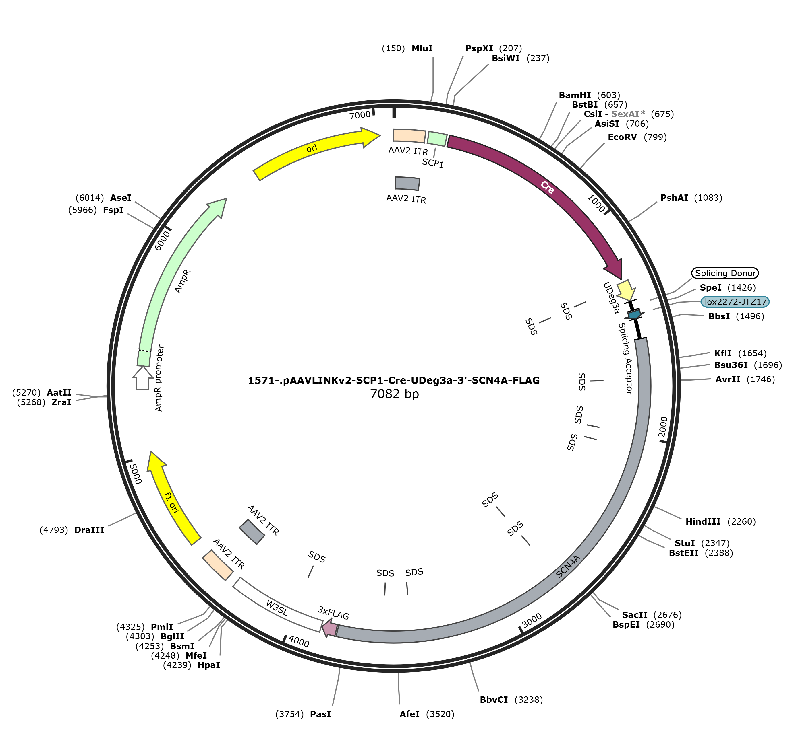 pAAVLINKv2-SCP1-Cre-UDeg3a-3-SCN4A-FLAG载体图谱