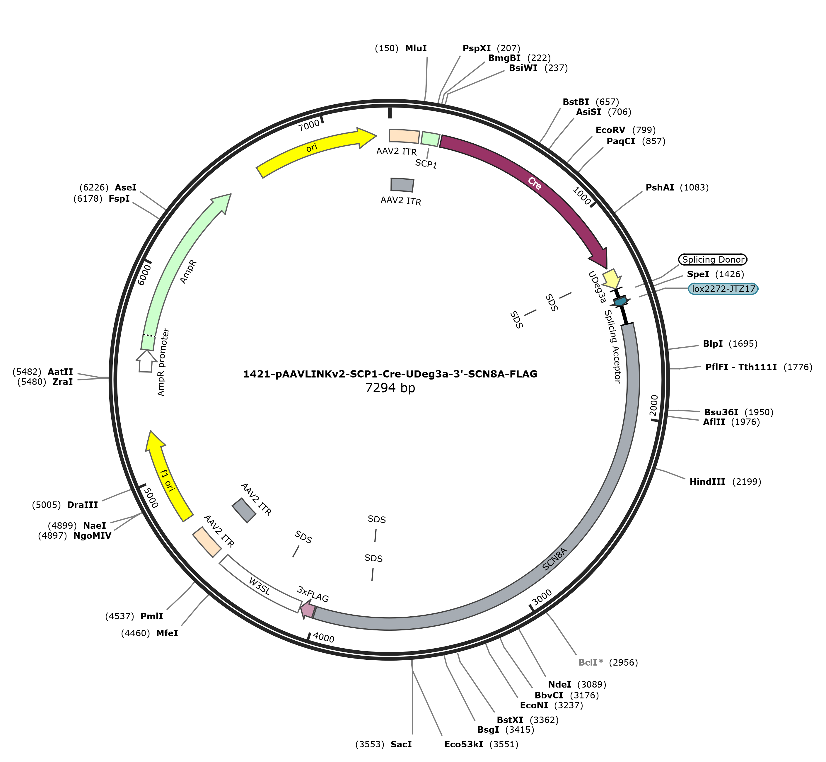 pAAVLINKv2-SCP1-Cre-UDeg3a-3-SCN8A-FLAG载体图谱