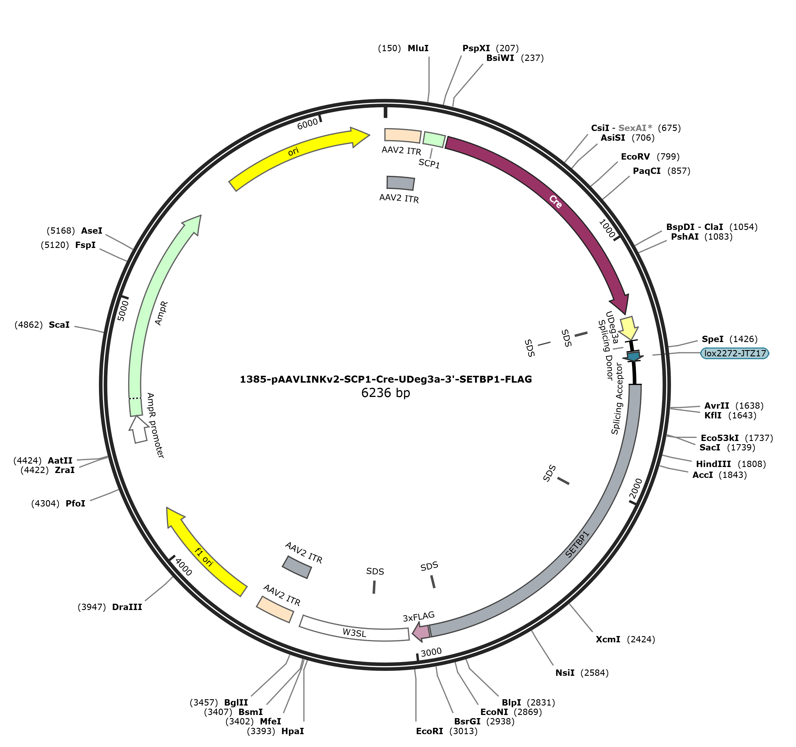 pAAVLINKv2-SCP1-Cre-UDeg3a-3-SETBP1-FLAG载体图谱
