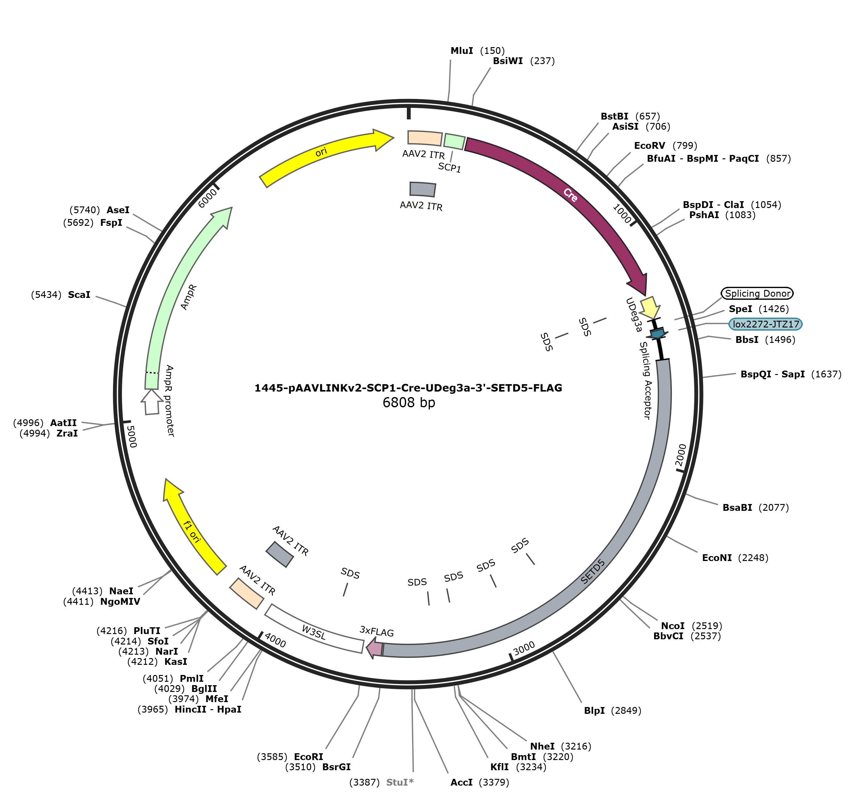 pAAVLINKv2-SCP1-Cre-UDeg3a-3-SETD5-FLAG载体图谱