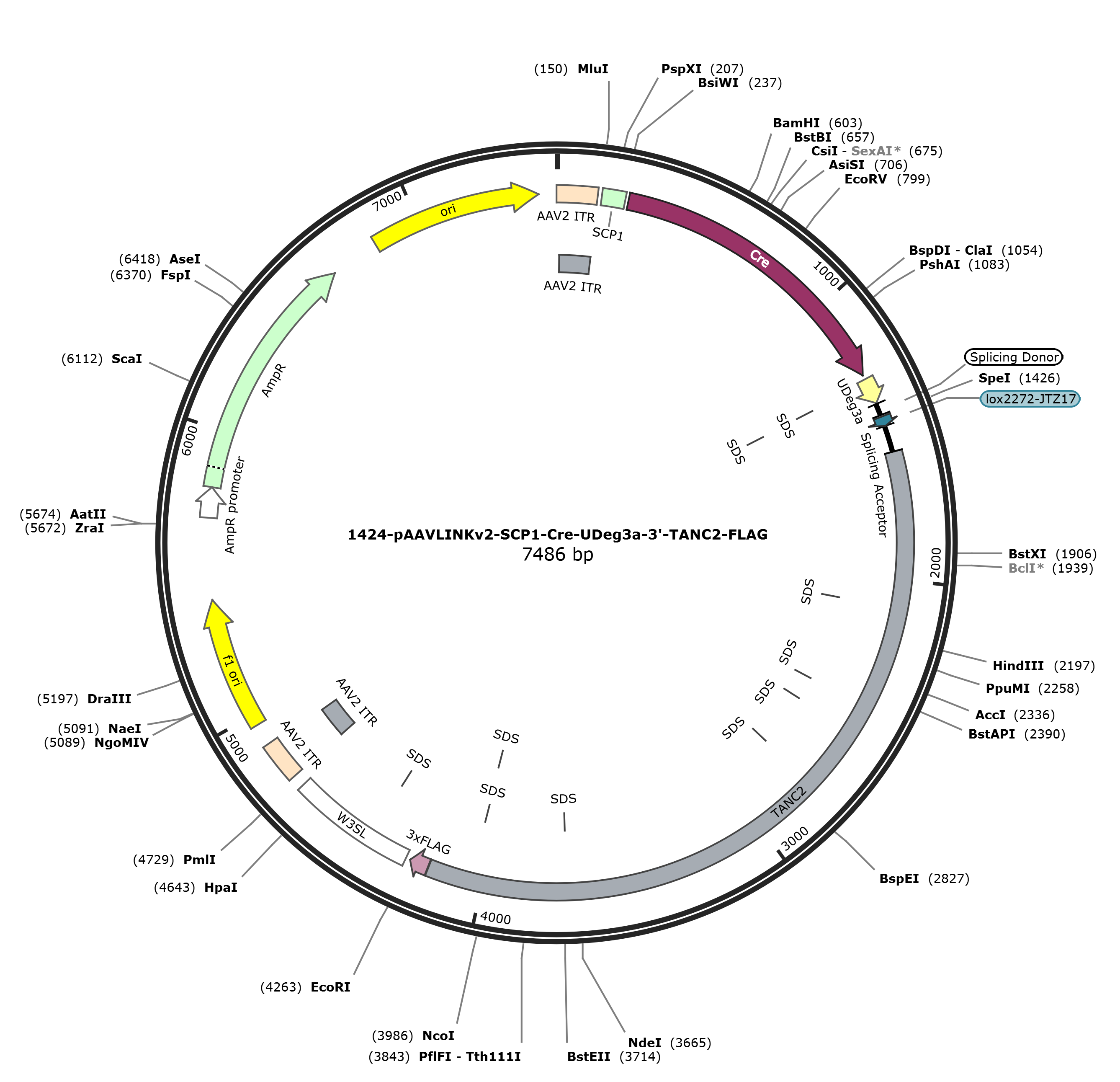 pAAVLINKv2-SCP1-Cre-UDeg3a-3-TANC2-FLAG载体图谱