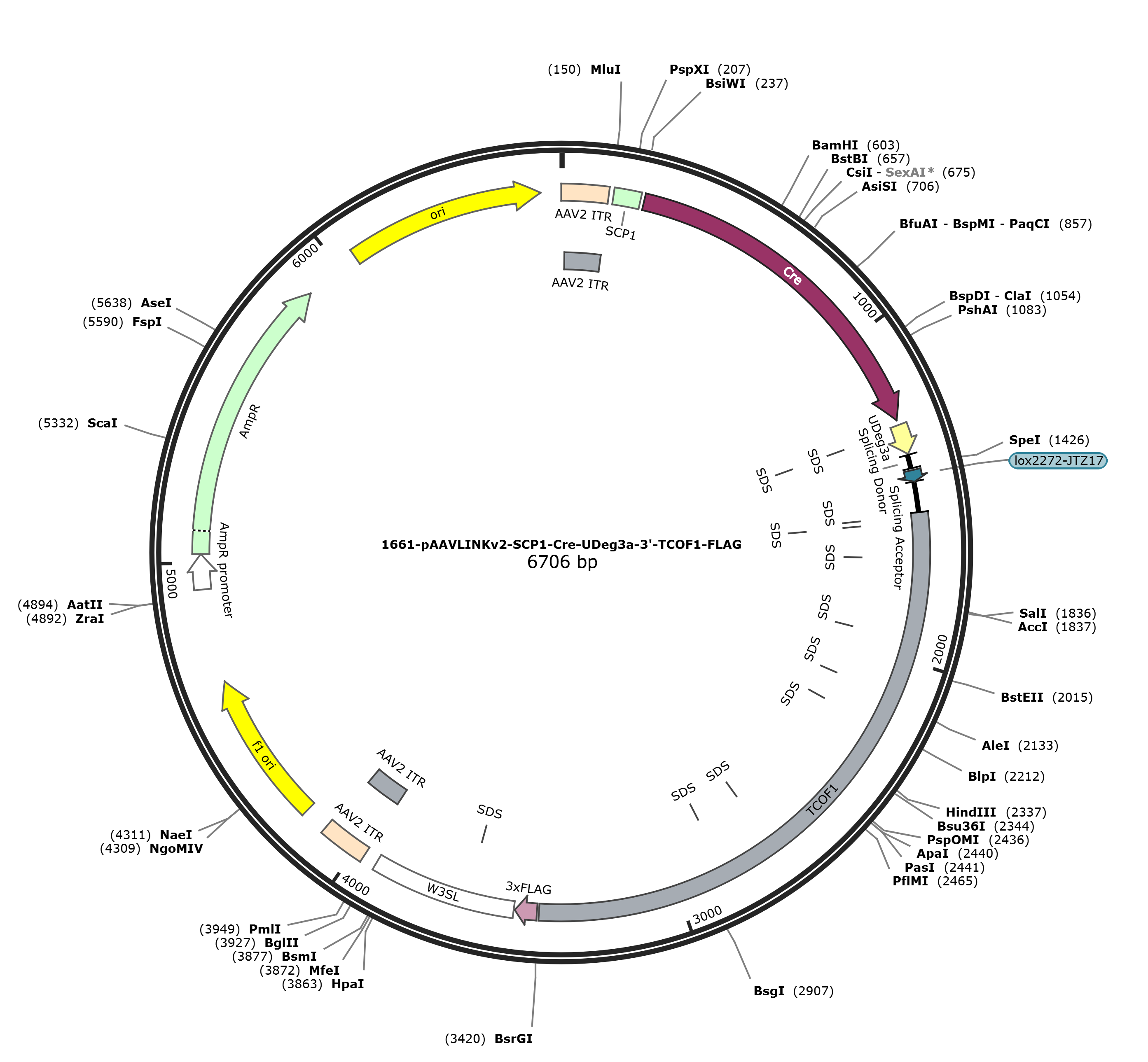 pAAVLINKv2-SCP1-Cre-UDeg3a-3-TCOF1-FLAG载体图谱