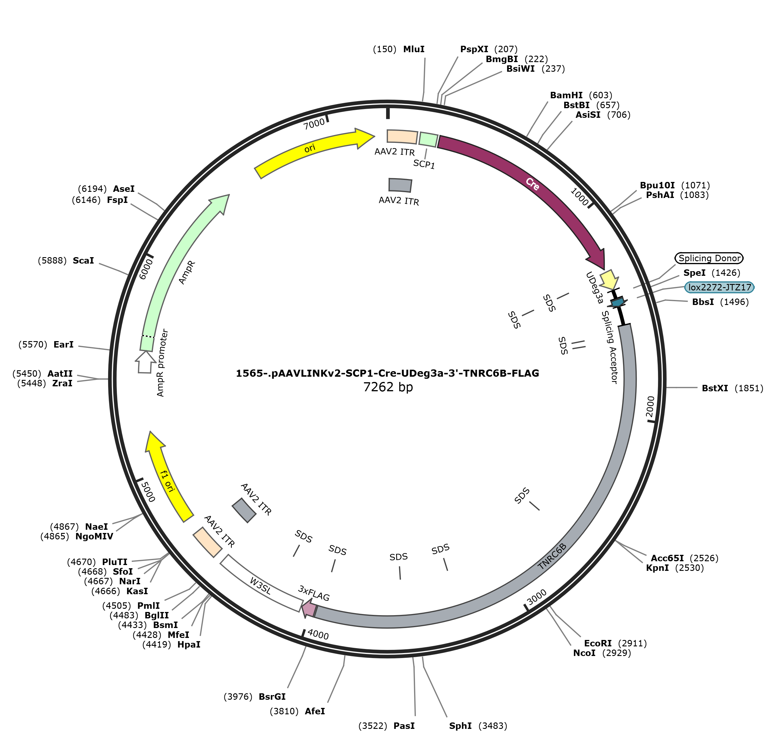 pAAVLINKv2-SCP1-Cre-UDeg3a-3-TNRC6B-FLAG载体图谱