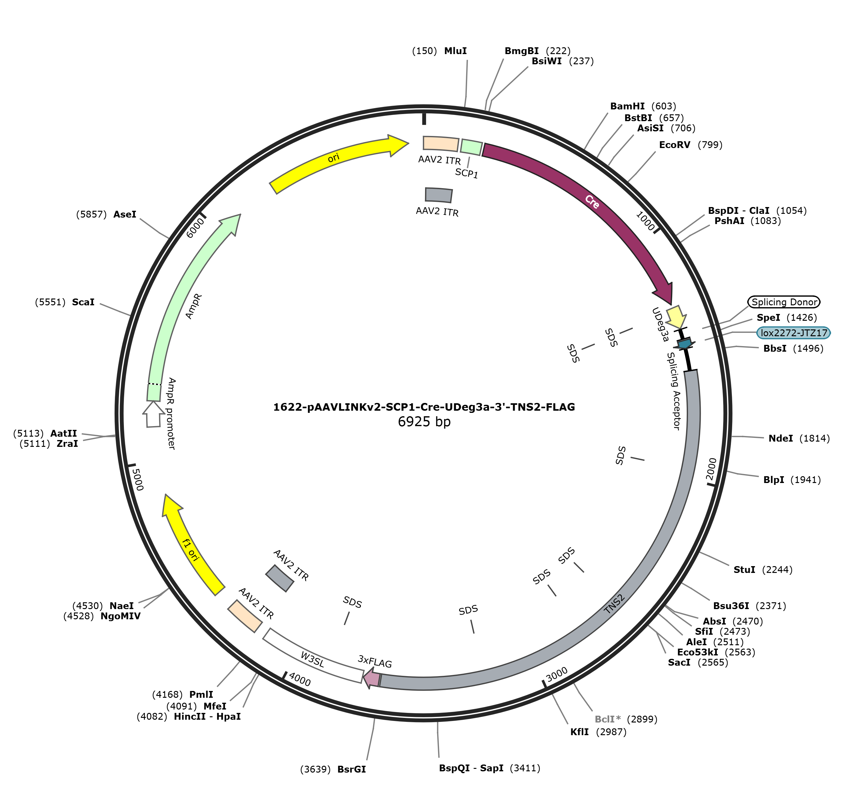 pAAVLINKv2-SCP1-Cre-UDeg3a-3-TNS2-FLAG载体图谱