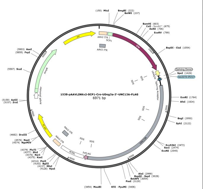 pAAVLINKv2-SCP1-Cre-UDeg3a-3-UNC13A-FLAG载体图谱