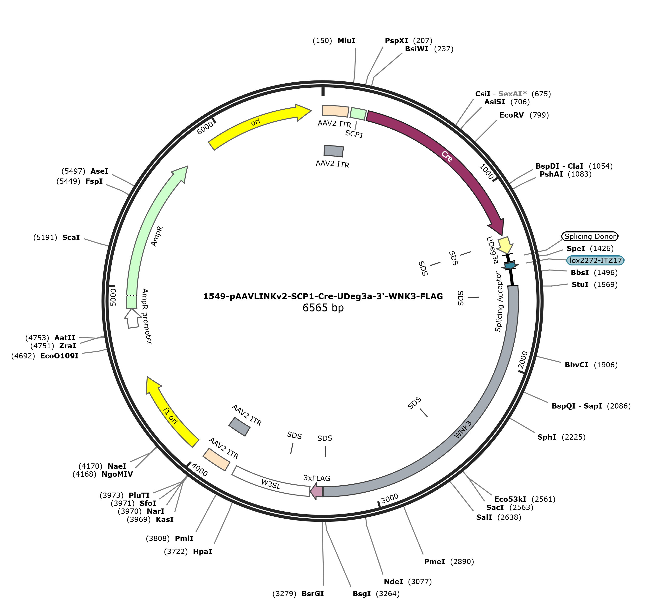 pAAVLINKv2-SCP1-Cre-UDeg3a-3-WNK3-FLAG载体图谱