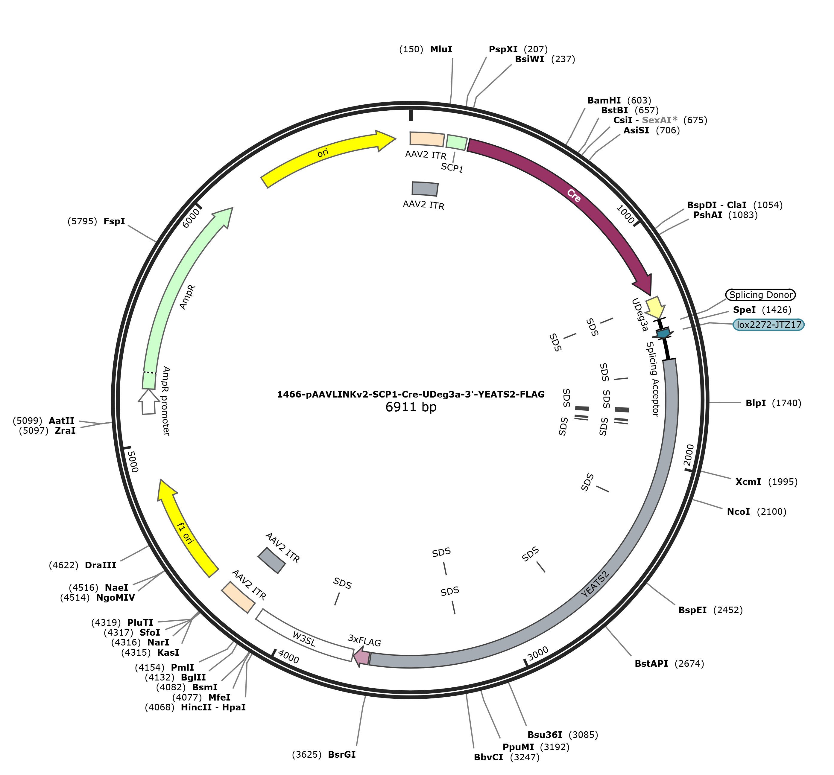 pAAVLINKv2-SCP1-Cre-UDeg3a-3-YEATS2-FLAG载体图谱