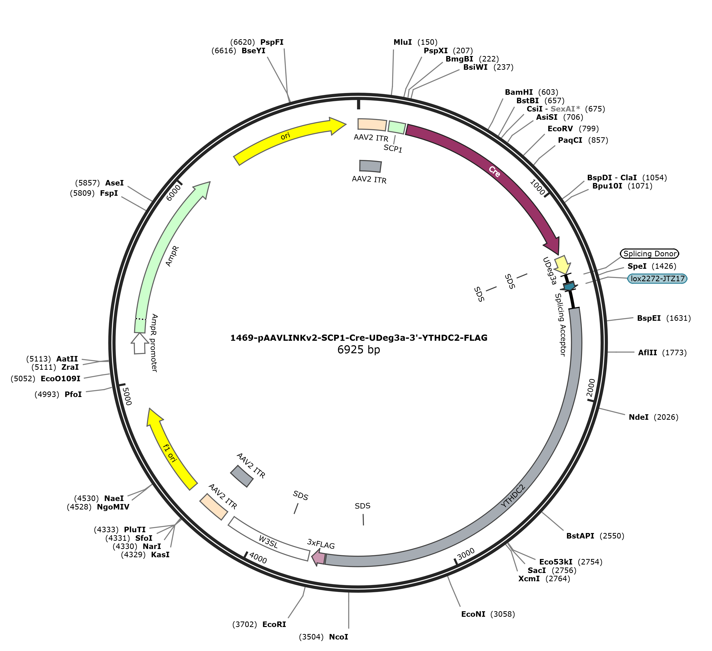 pAAVLINKv2-SCP1-Cre-UDeg3a-3-YTHDC2-FLAG载体图谱