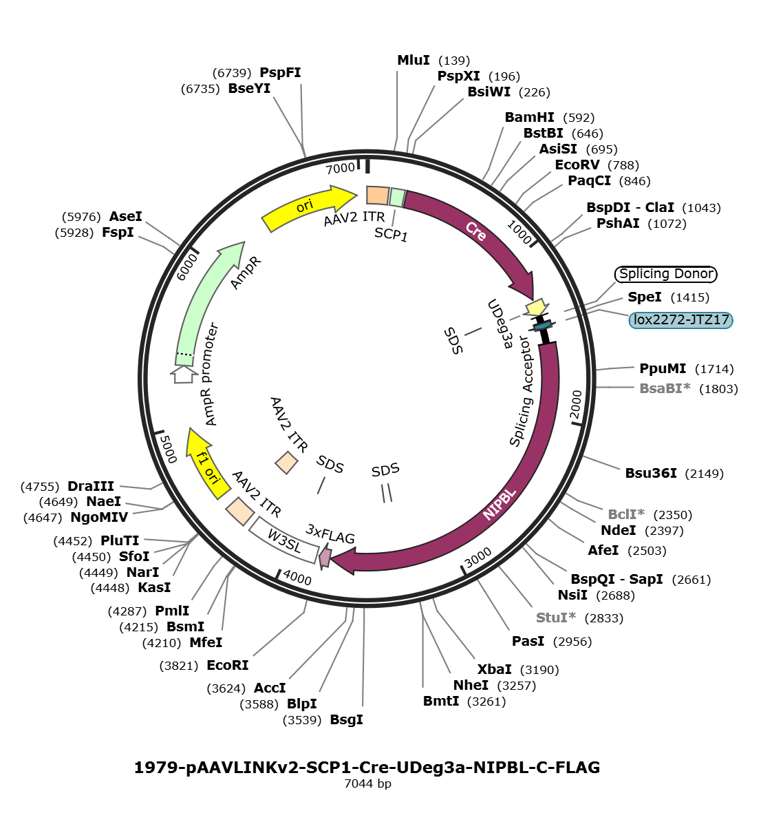 pAAVLINKv2-SCP1-Cre-UDeg3a-NIPBL-C-FLAG载体图谱