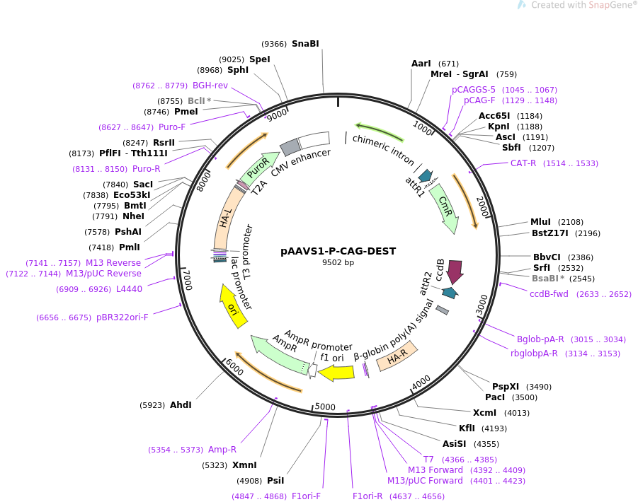 pAAVS1-P-CAG-DEST质粒图谱