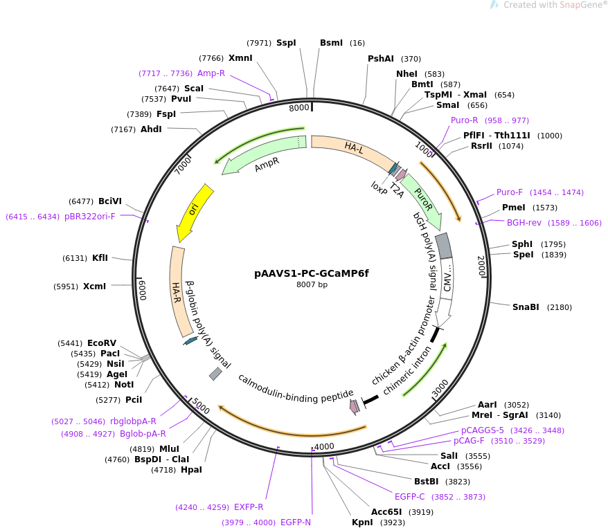 pAAVS1-PC-GCaMP6f载体图谱