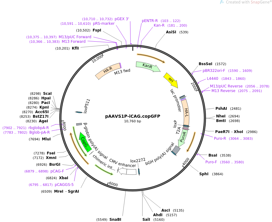 pAAVS1P-iCAG.copGFP载体图谱