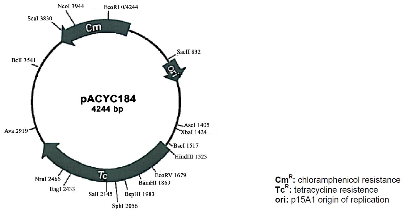 pACYC184载体图谱