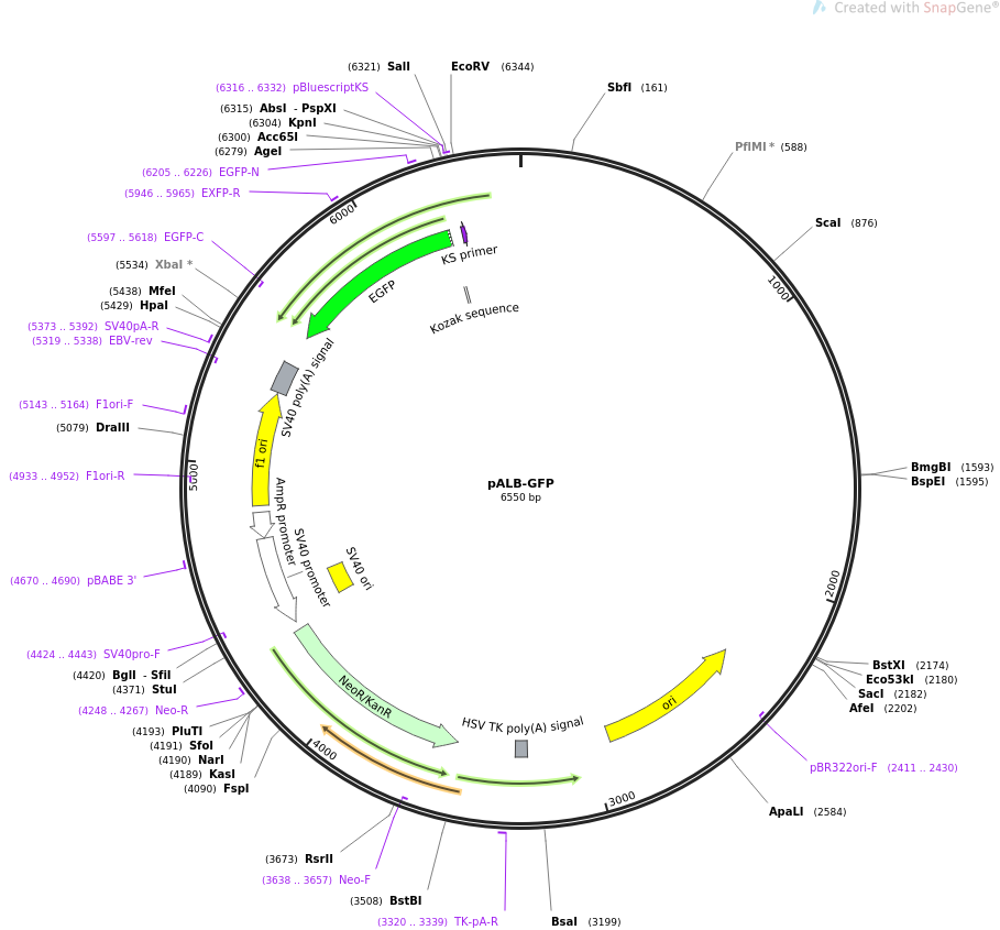 pALB-GFP质粒图谱
