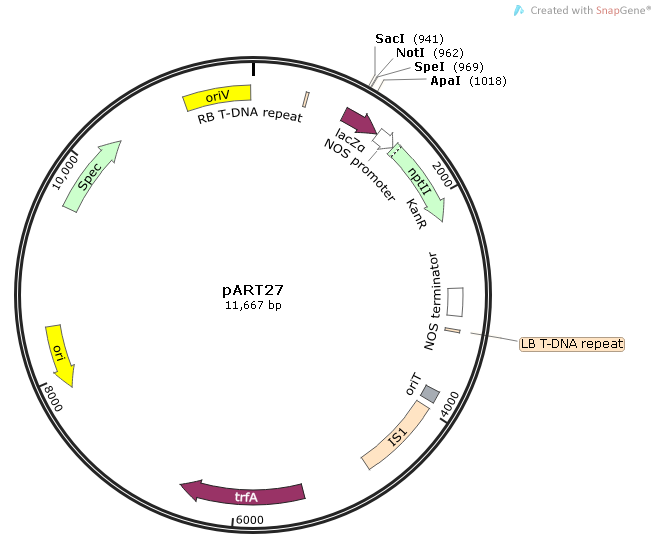 pART27载体图谱