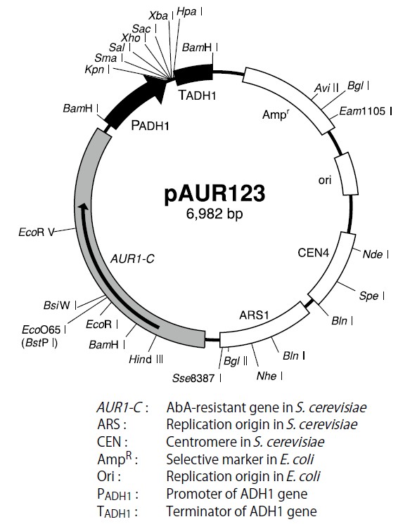 pAUR123载体图谱