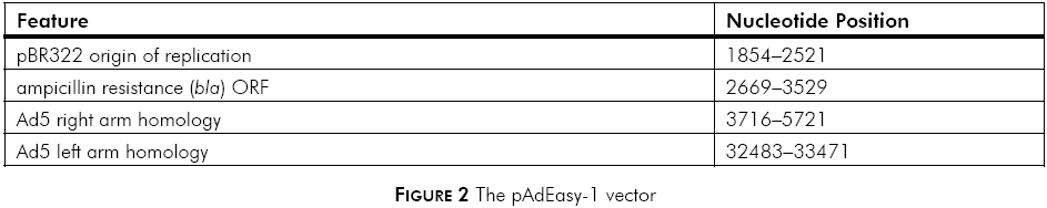 pAdEasy-1载体特征