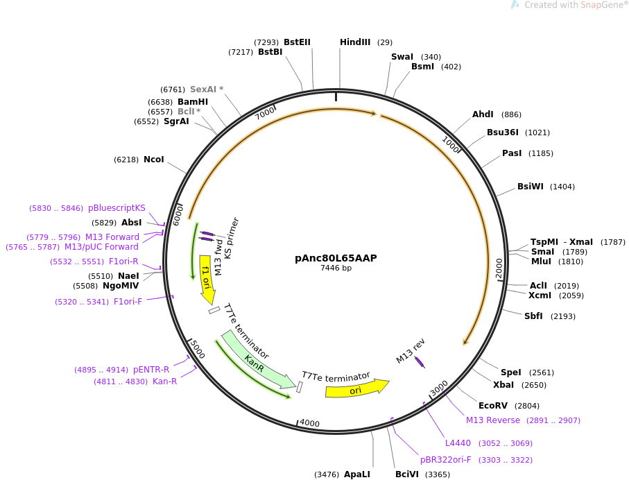 pAnc80L65AAP质粒图谱