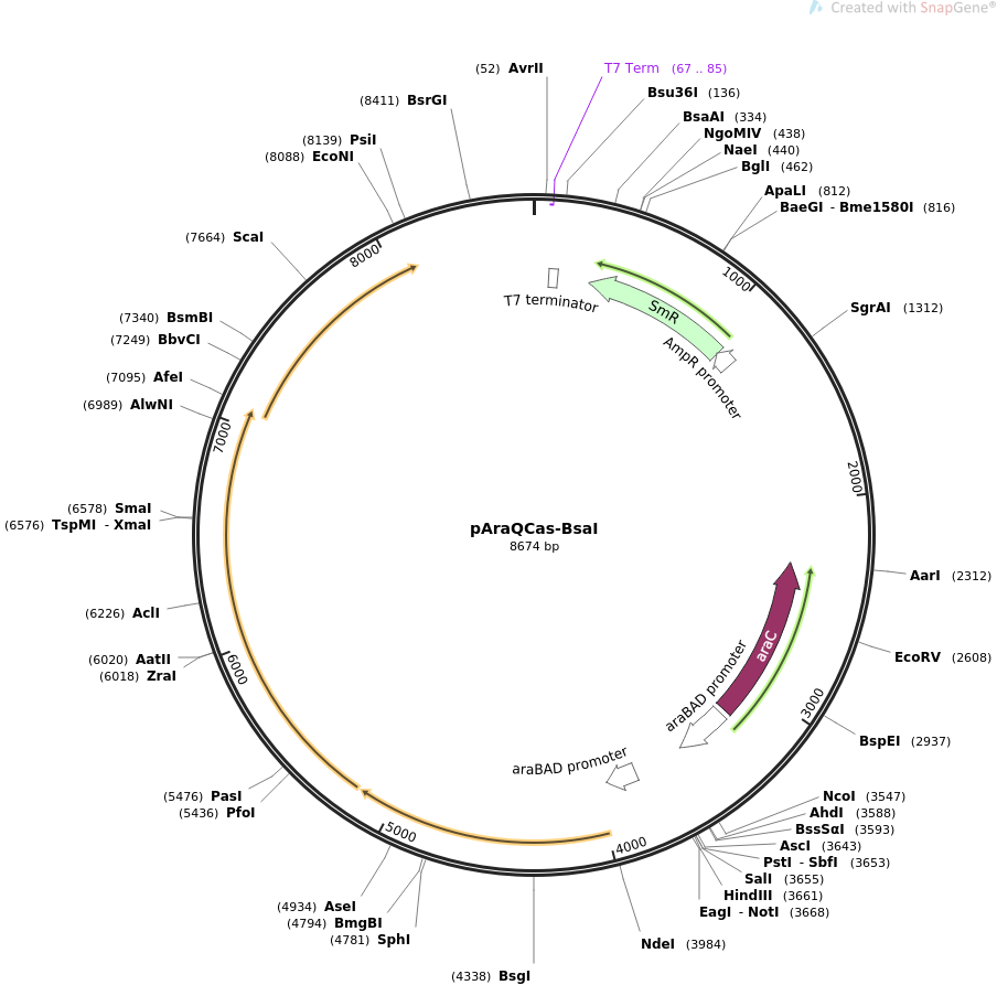 pAraQCas-BsaI载体图谱