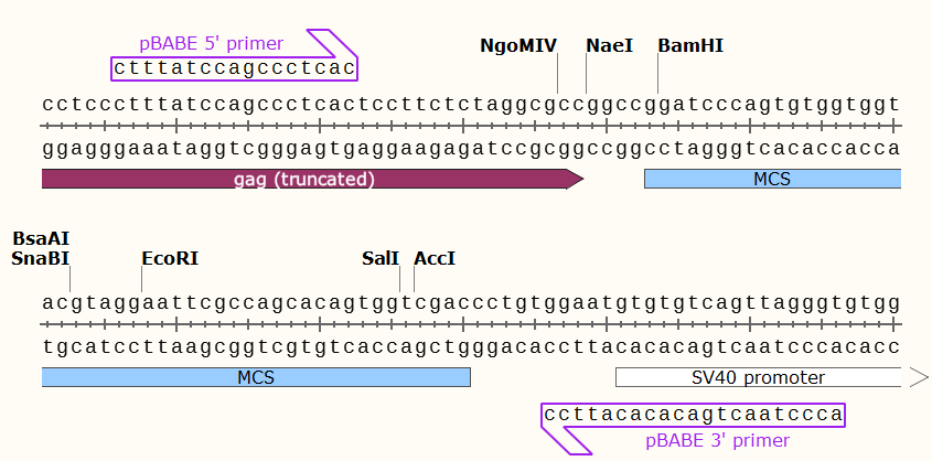 pBABE-puro多
克隆位点 点击看大图 pBABE-puro多克隆位点