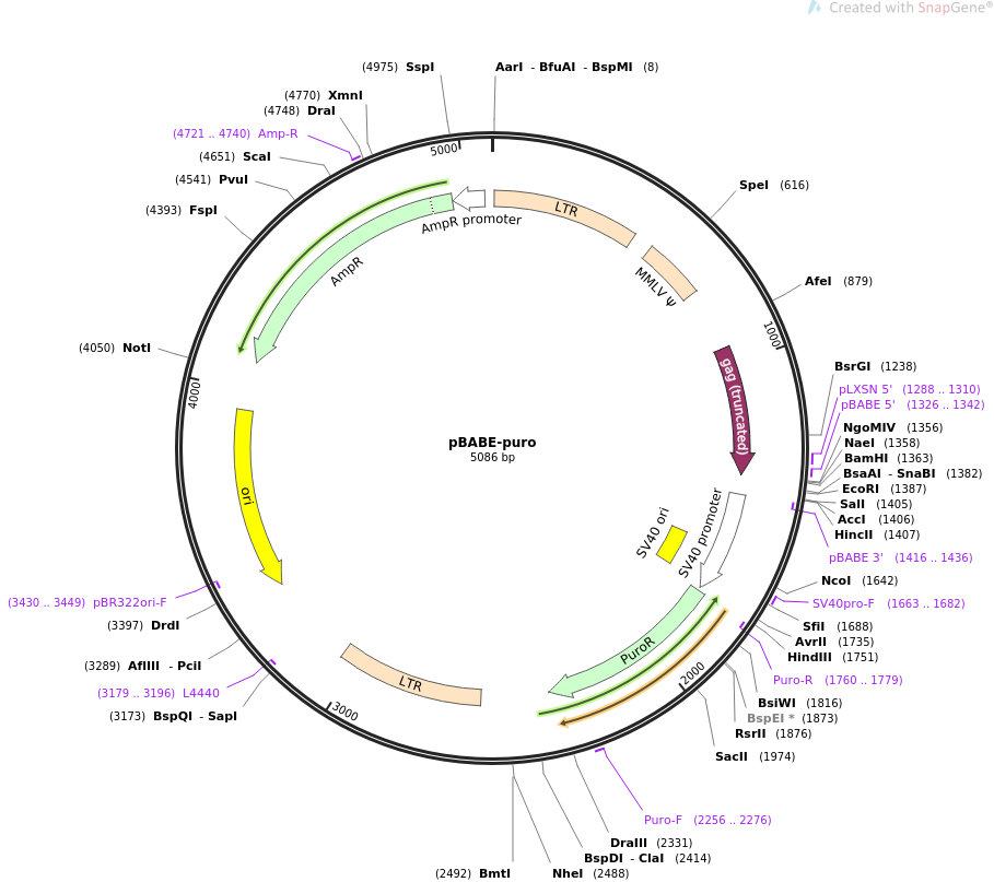 pBABE-puro载体图谱