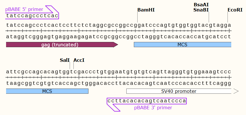 pBABE-zeo多克隆位点 点击看大图 pBABE-zeo多克隆位点
