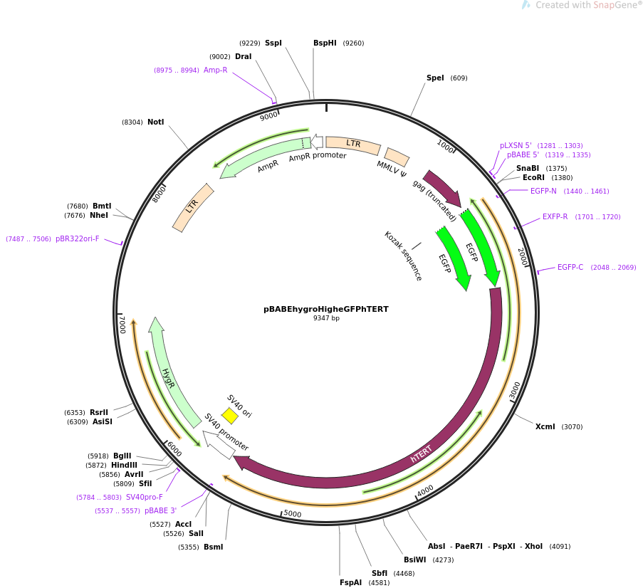 pBABEhygroHigheGFPhTERT载体图谱