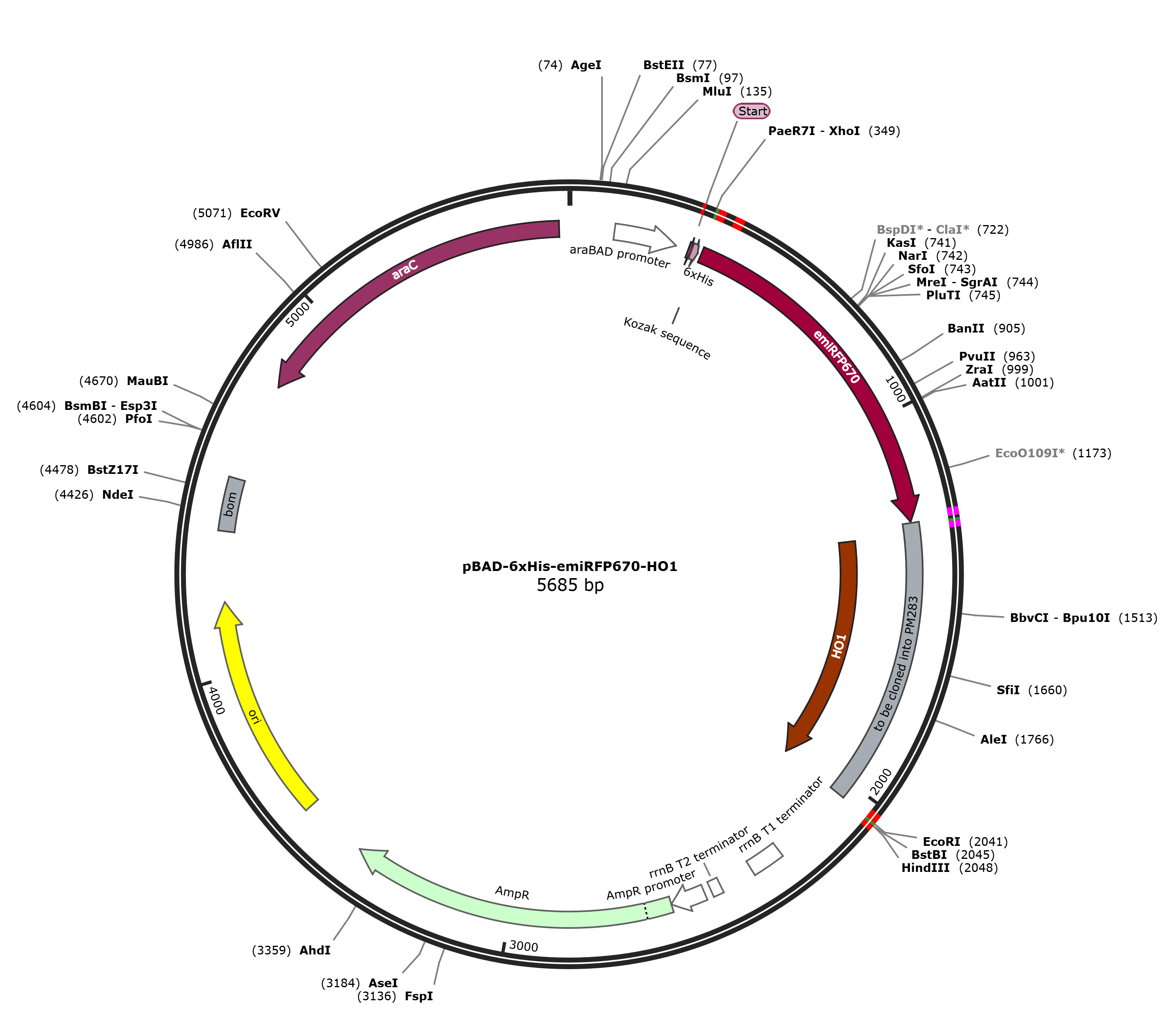 pBAD-6xHis-emiRFP670-HO1载体图谱