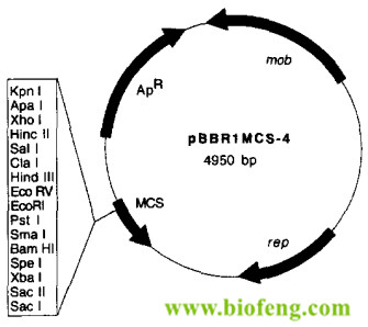 pBBR1MCS-4载体图谱