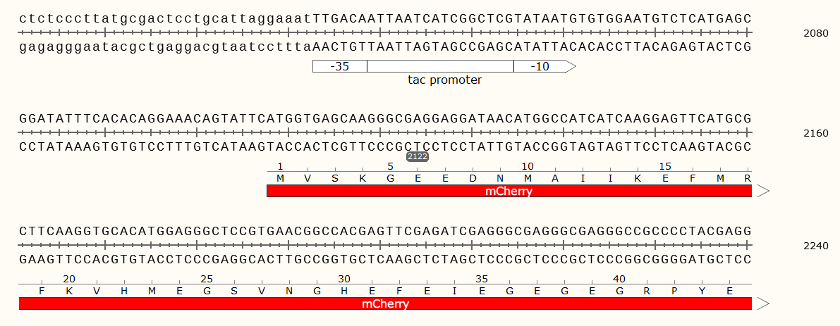 pBBR1MCS2-Tac-mCherry载体图谱1
