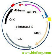 pBBR1MCS5载体图谱