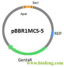 pBBRMCS5载体图谱